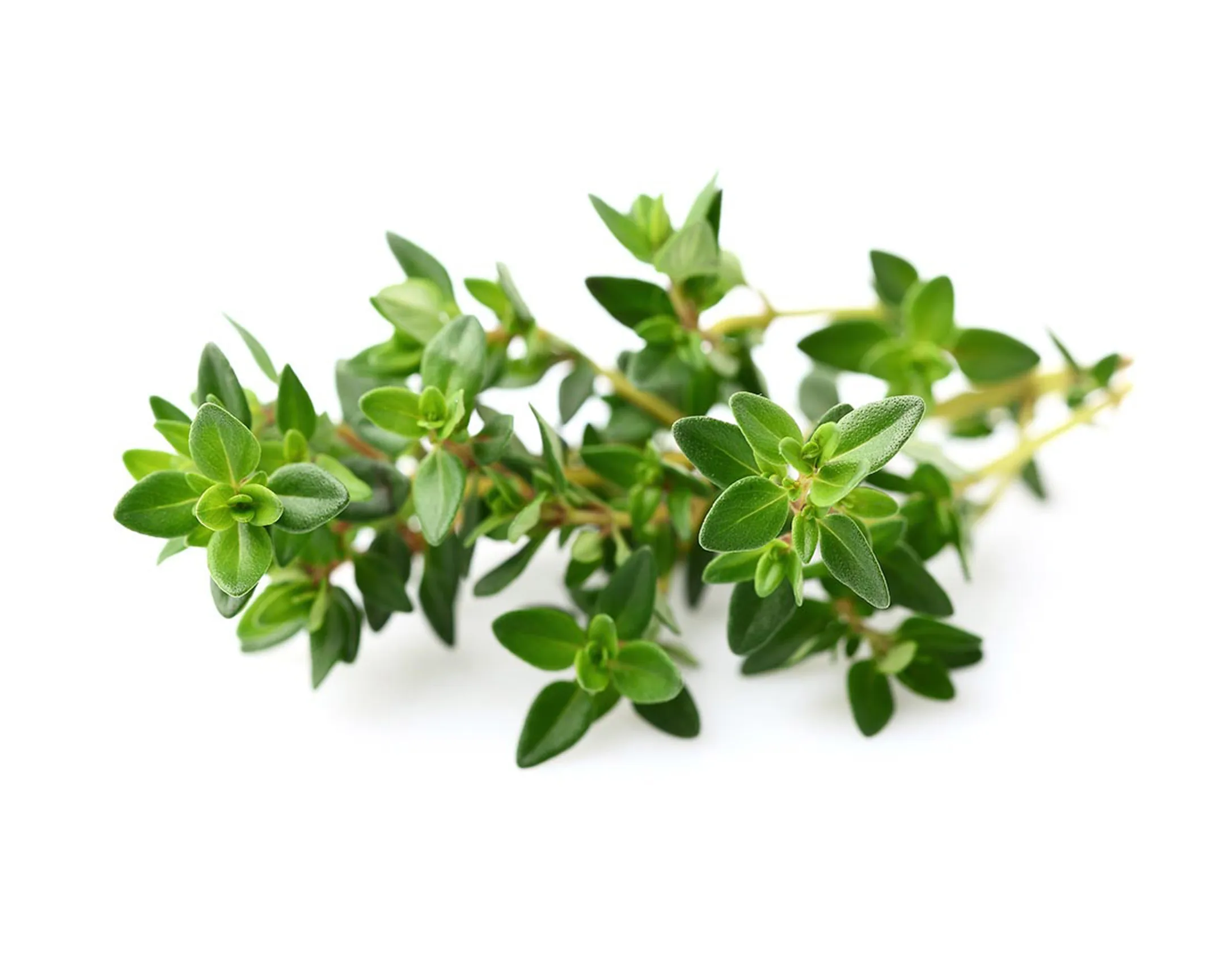 Recharge Smart Garden - Thym
