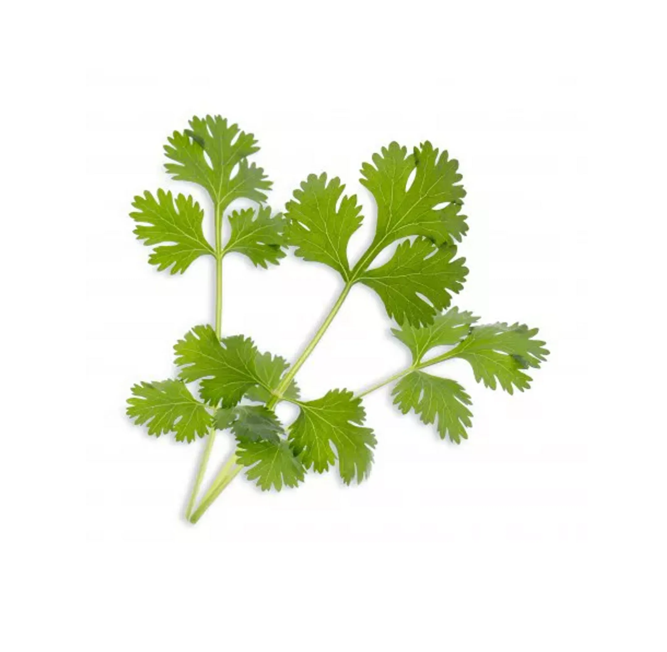 Recharge jardin d'intérieur Veritable Coriandre Bio