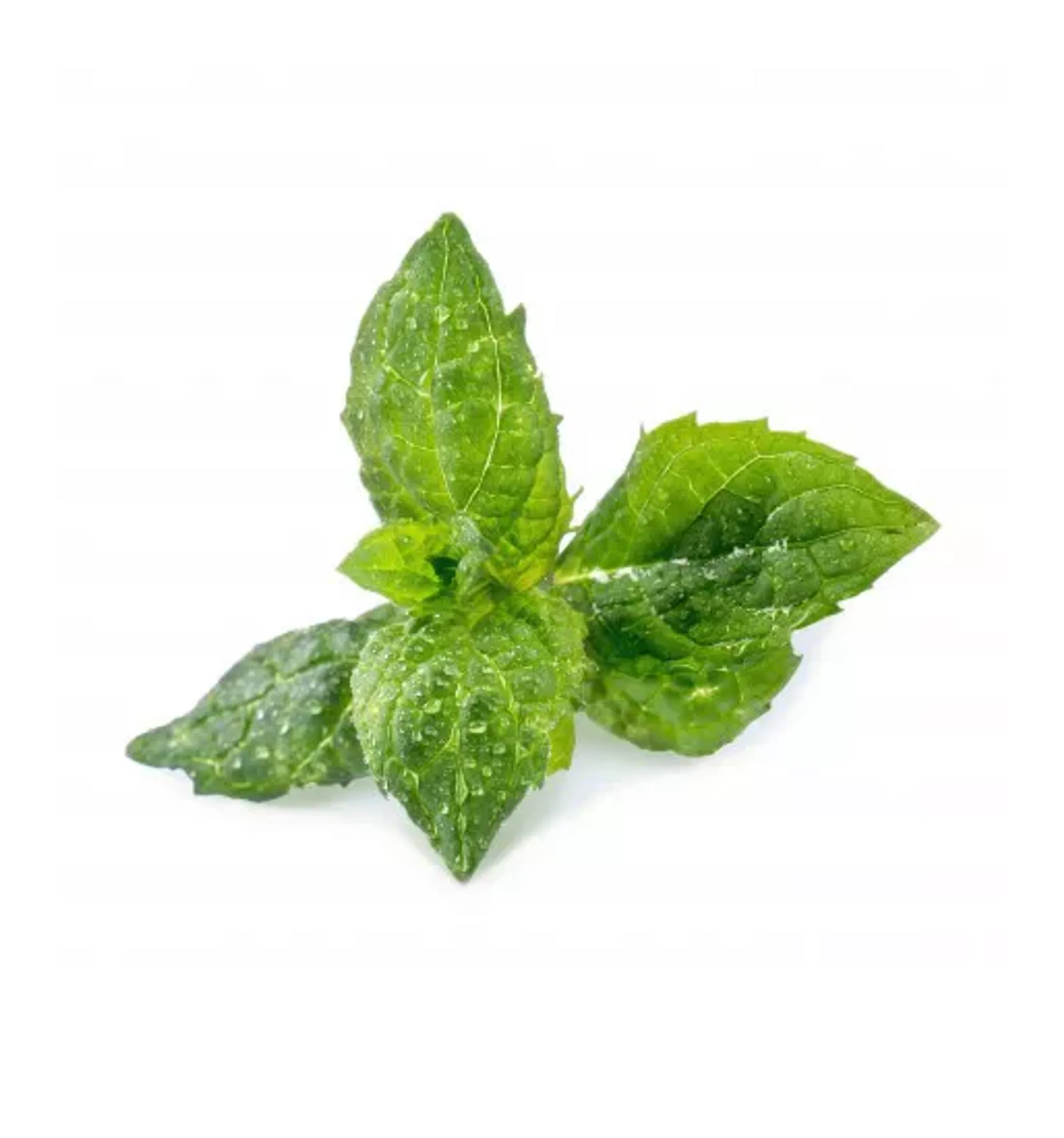 Recharge jardin d'intérieur Veritable Menthe Verte Bio