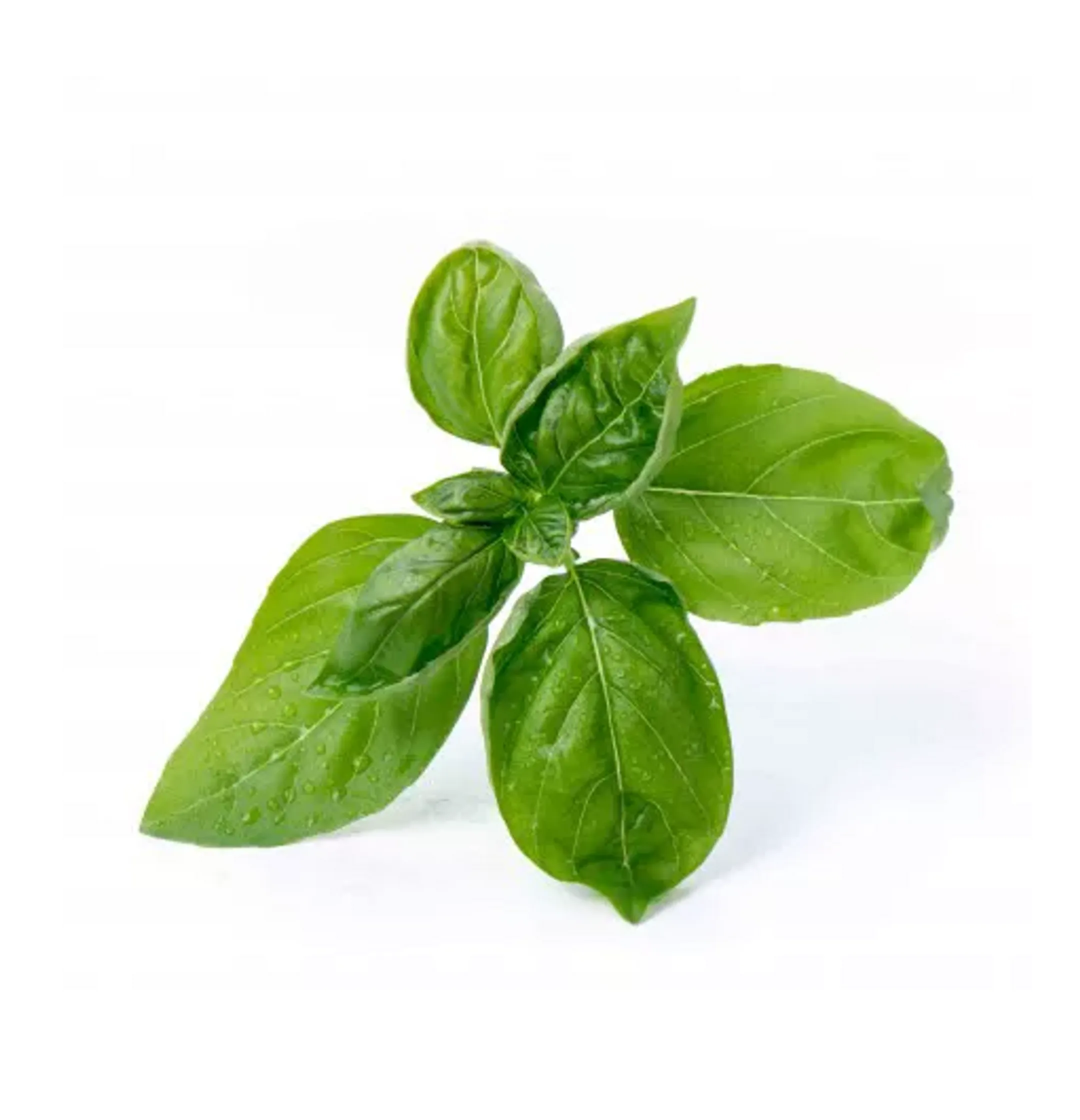 Recharge jardin d'intérieur Veritable Basilic Grand Vert Bio