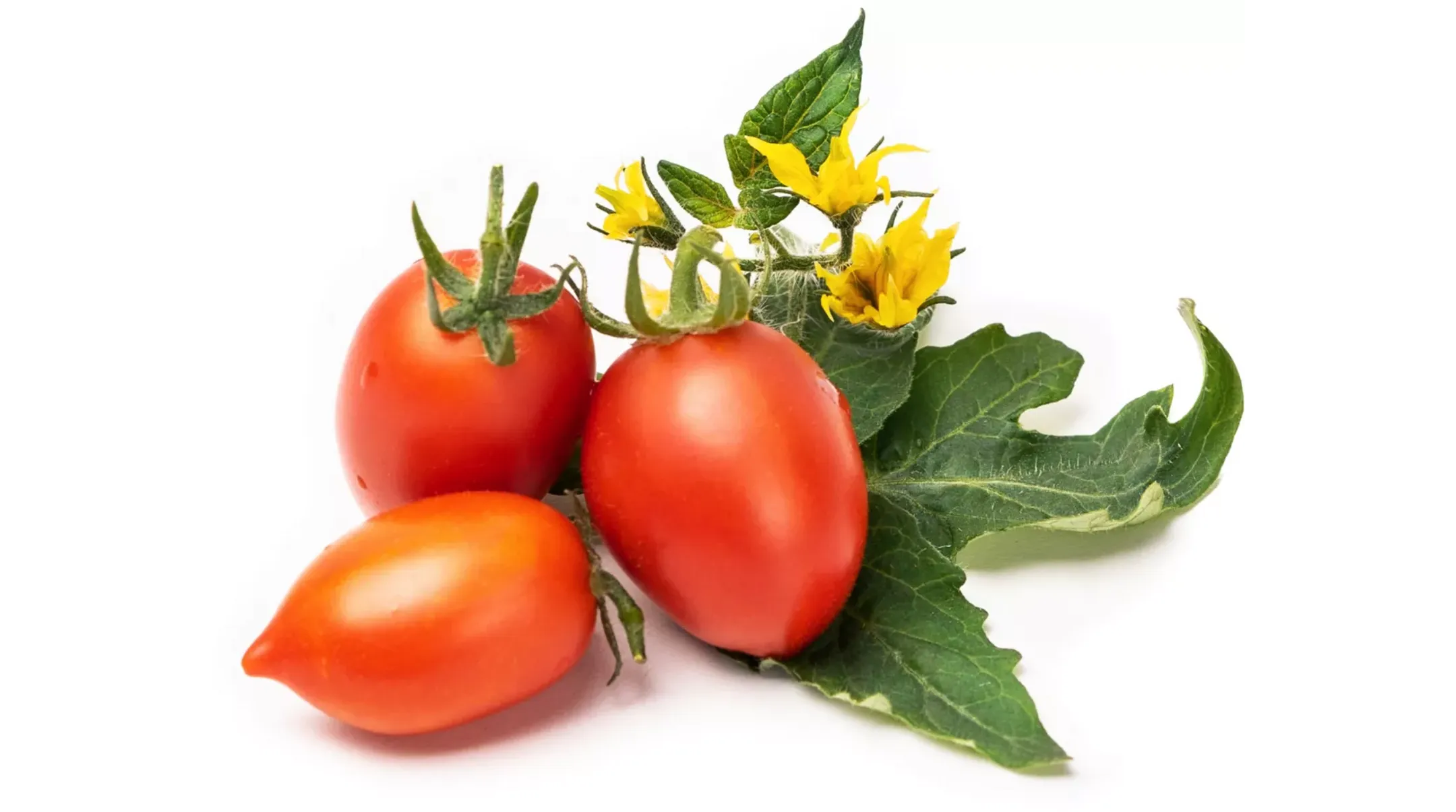 Recharge jardin d'intérieur Veritable Mini tomate rouge