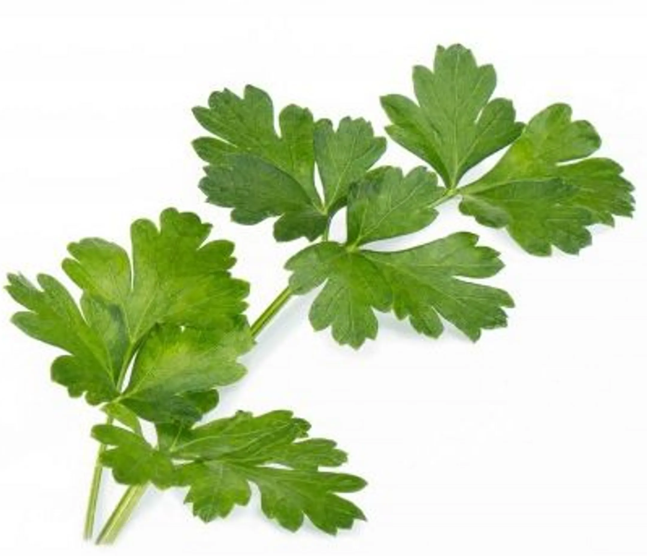 Recharge Jardin d'intérieur - Persil Plat BIO