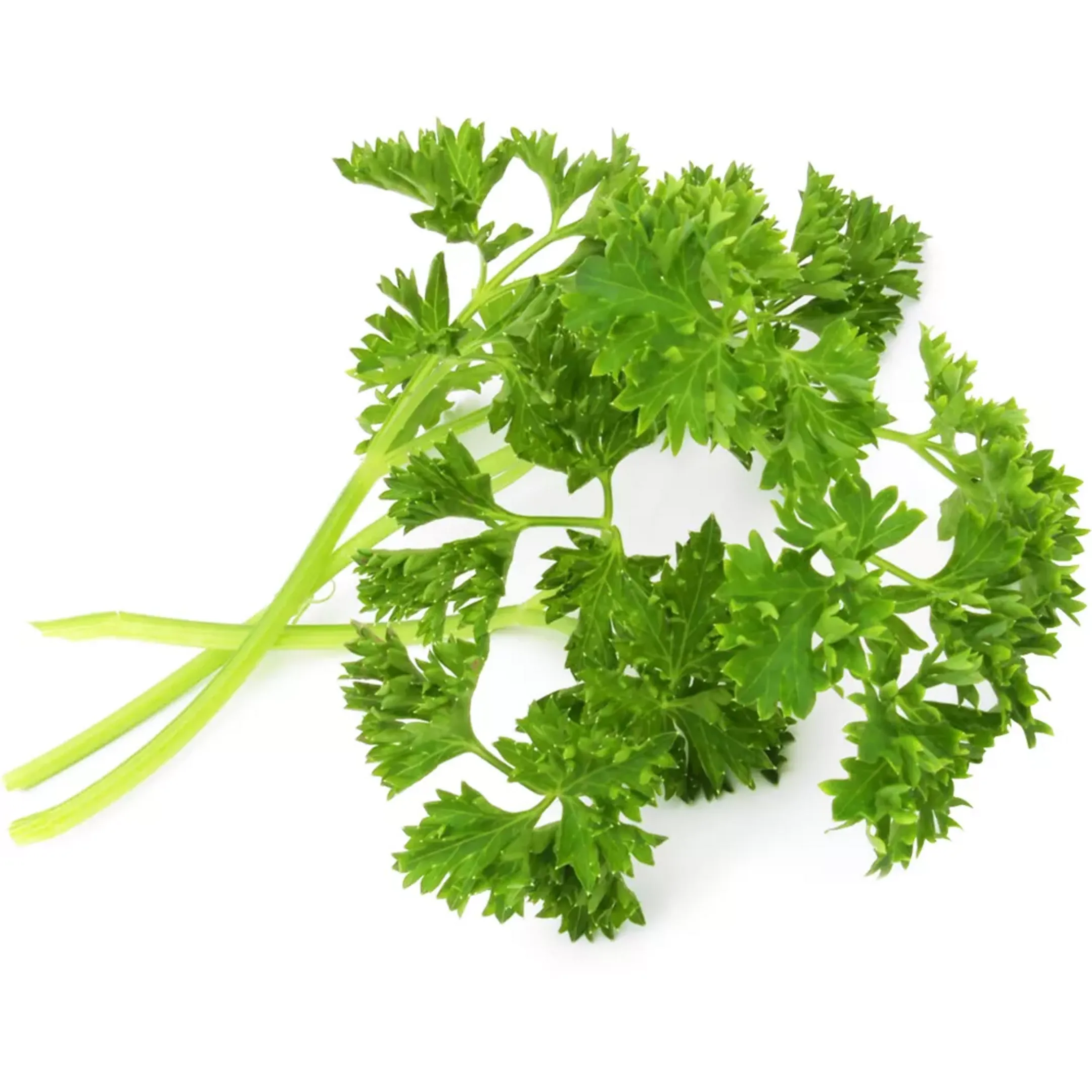 Recharge Jardin d'intérieur - Persil Frisé BIO