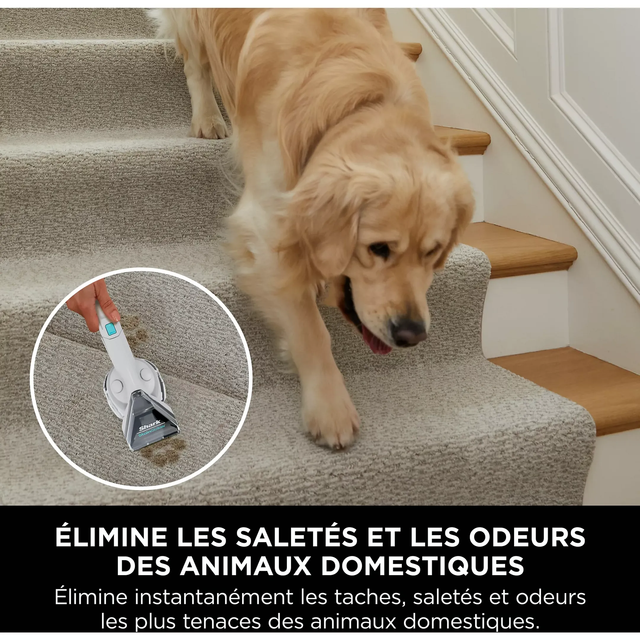 Shark Nettoyeur de tapis StainStricker PX200EUT image
